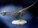 Tyrannosarus Rex 2